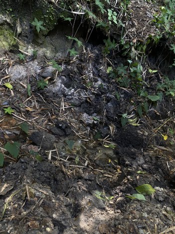 Nascente do Rio Pardo