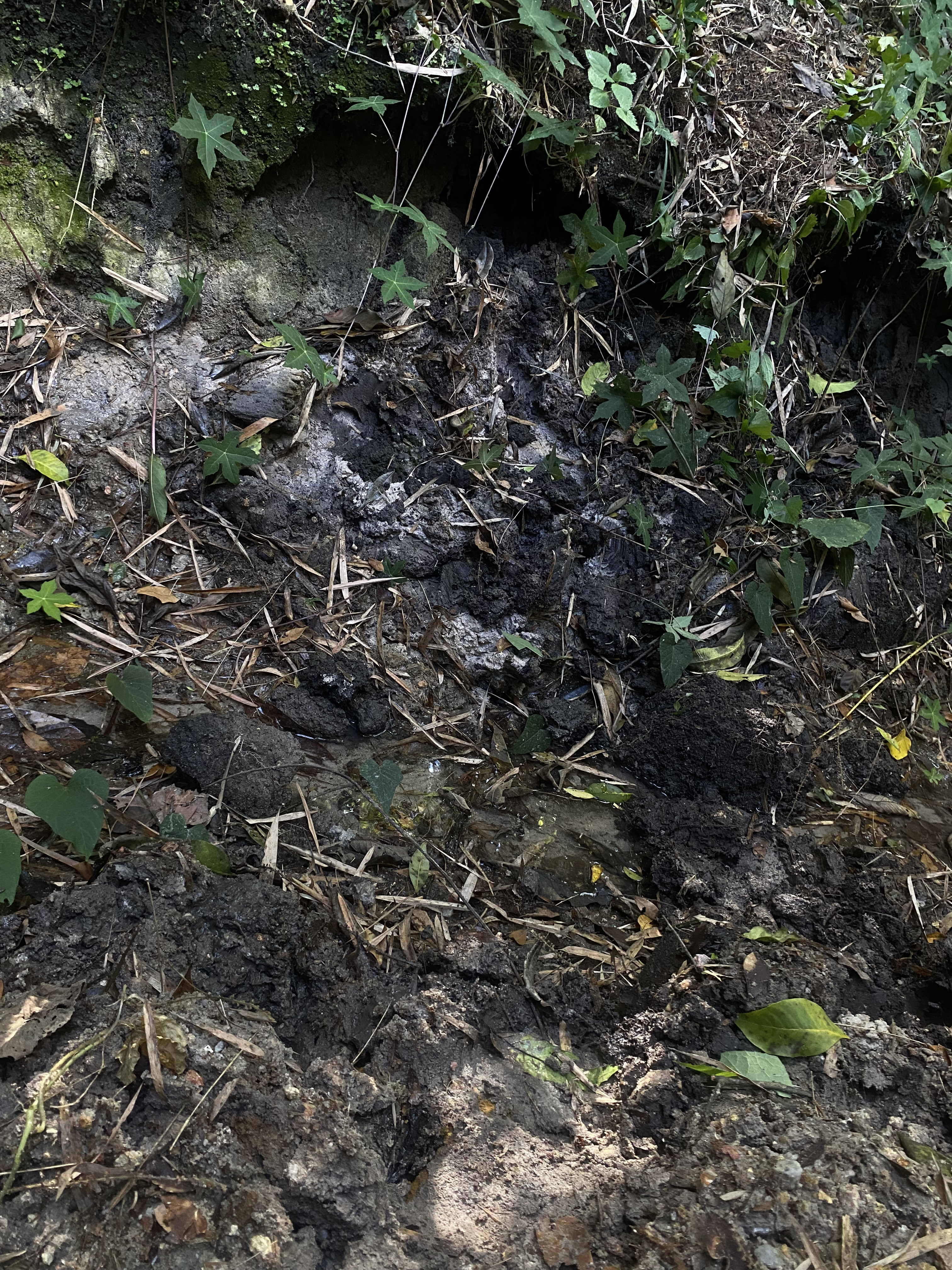 Nascente do Rio Pardo mais distante do centro urbano de Ipuiúna (MG).