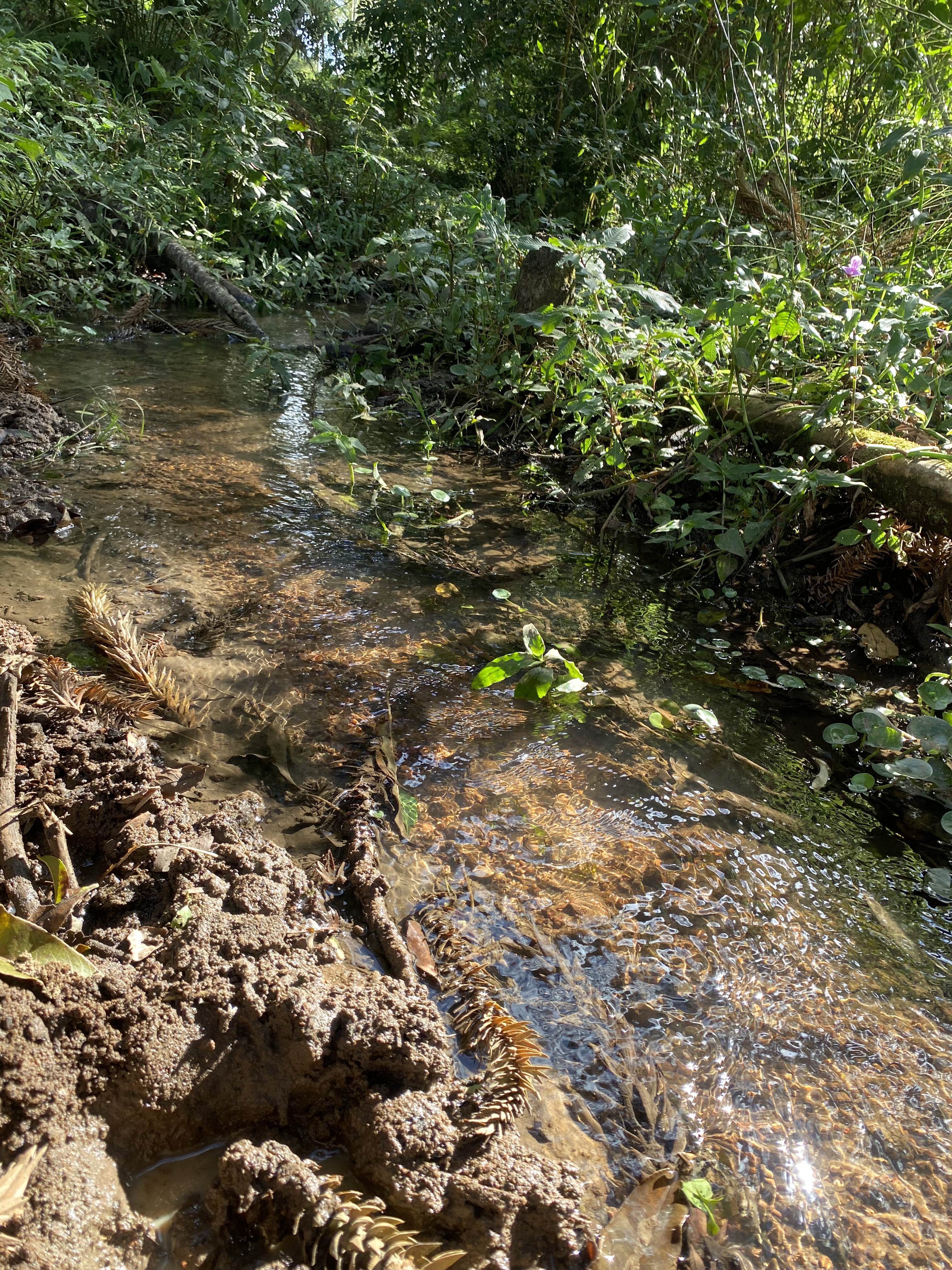 Trecho à jusante da nascente do Rio Pardo em Ipuiúna (MG).