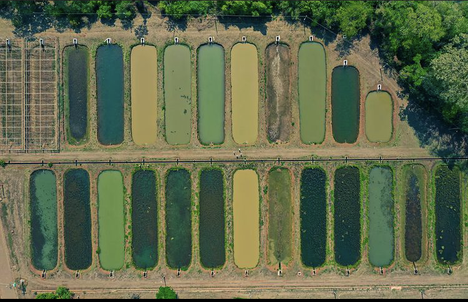 Crédito: Rogério Parra