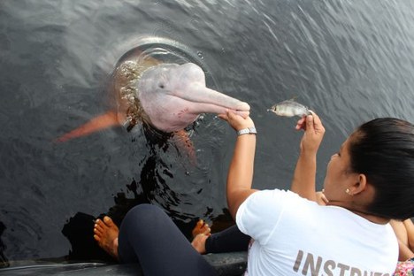 Turista durante a interação com botos