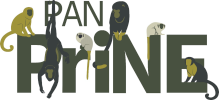 PAN PRINE