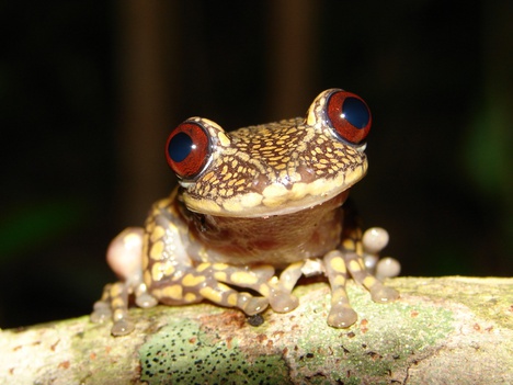 2011_12_15_Nyctimantis_pomba._Cataguases-MG_CLAssis.jpg