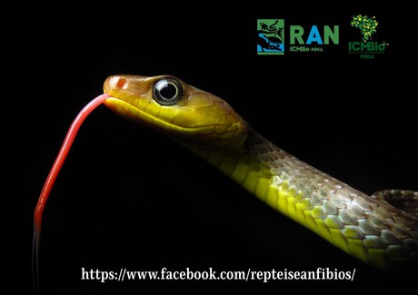 Chironius exoletus- Leandro Alves