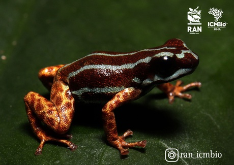 Ranitomeya aetherea