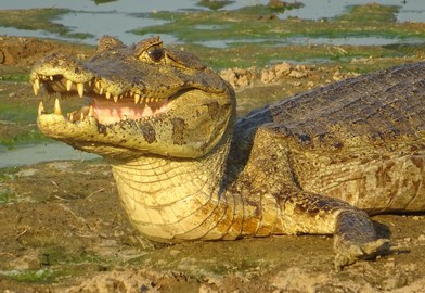 Caiman yacare_Zilca Campos.jpg