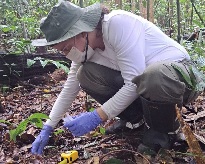 Coleta de DNA ambiental na FLONA do Tapajós.