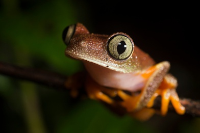 Hylomantis_granulosa_Willams_Fagner.jpg