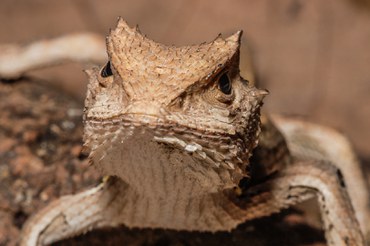 Stenocercus dumerilii - Espécies_ameaçadas_Pedro-Peloso_01.jpg
