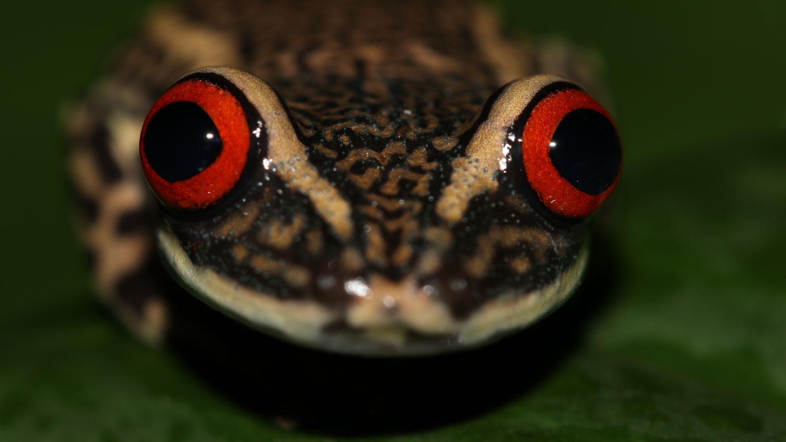 Programas de Manejo Populacional