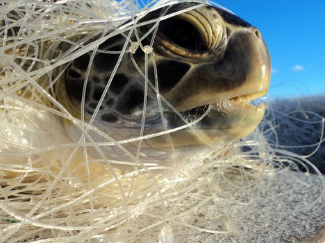 foto tartaruga em rede de pesca