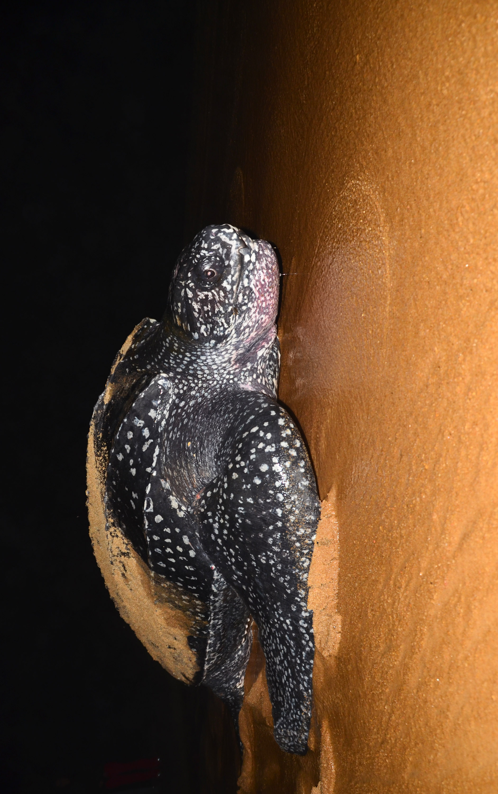 Tartaruga-de-couro (Dermochelys coriacea)