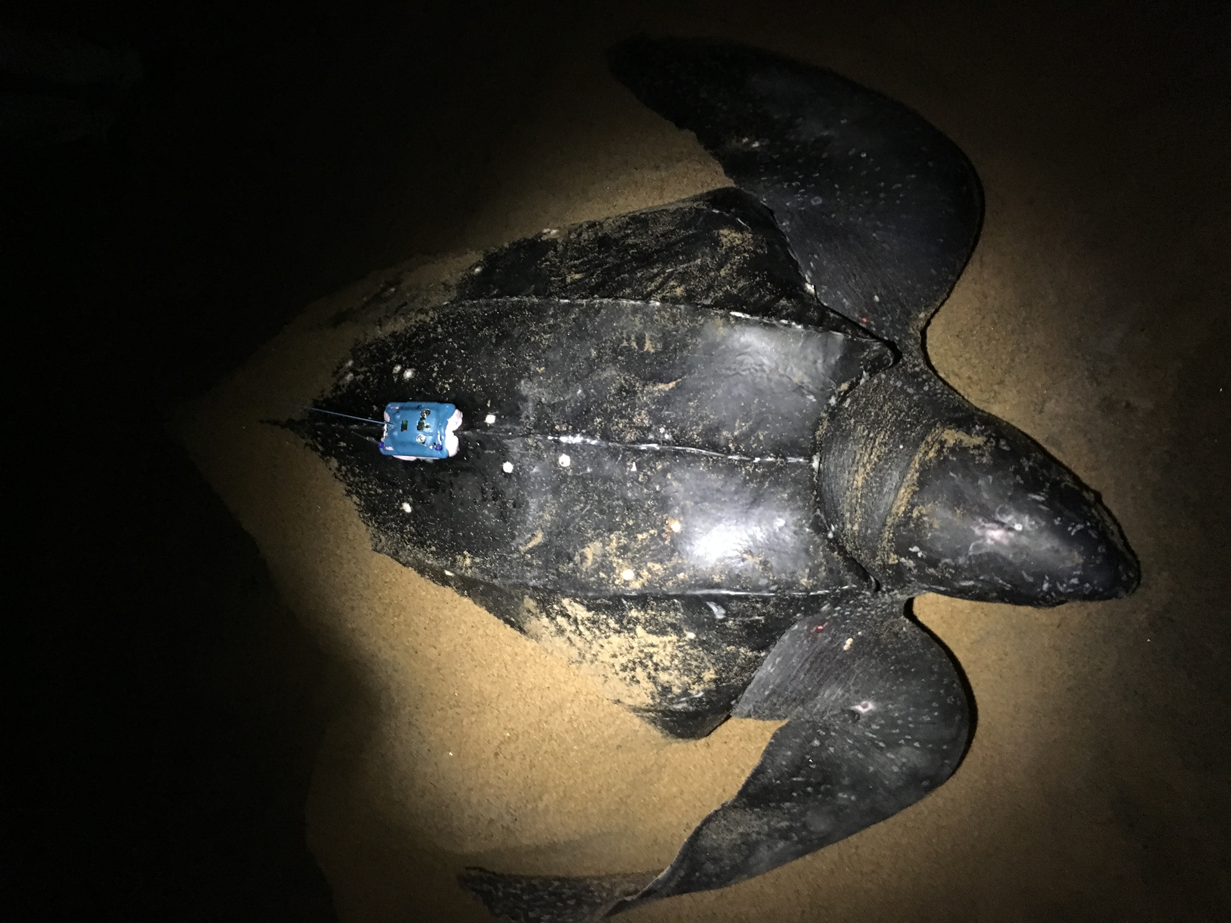 Telemetria satelital em Dermochelys coriacea (tartaruga-de-couro), Regência, Linhares-ES.