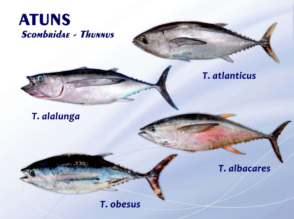 Peixes da Família Scombridae