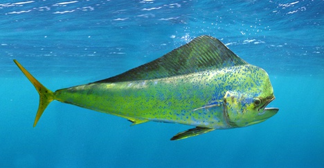 Atun (Scombridae)