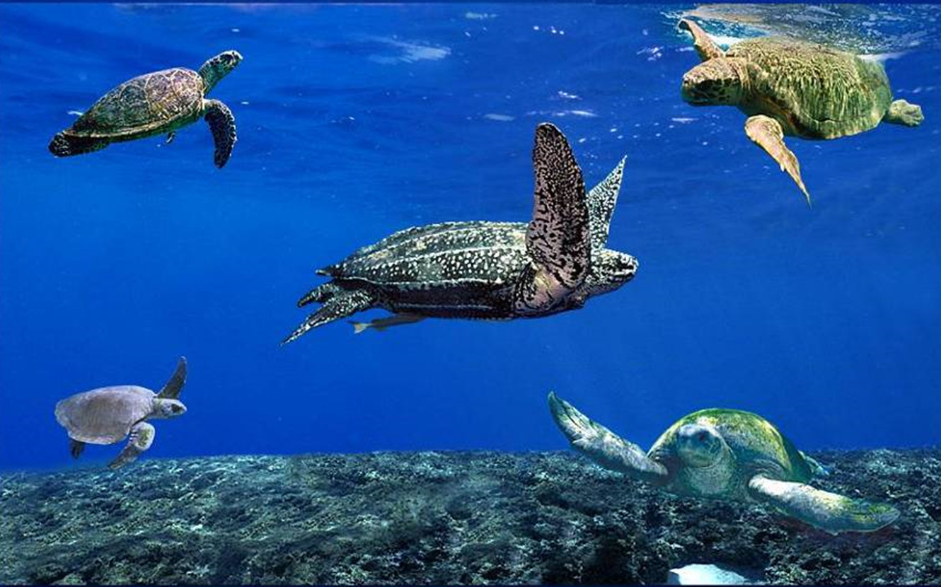 Cinco espécies de tartarugas marinhas da costa brasileira