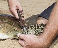 foto marcação tartaruga marinha