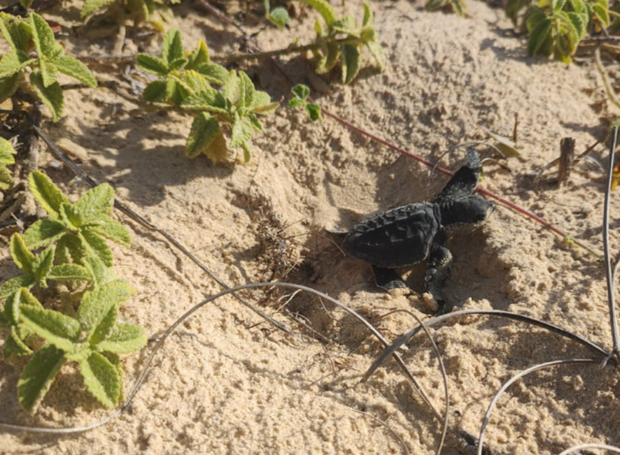 Filhote de tartaruga-oliva que desova na praia de Pirambu-SE
