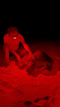 Analista ambiental Claudio Bellini em atividade de marcação e biometria em Chelonia mydas (Praia do Leão, Fernando de Noronha-PE)