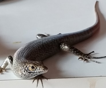 Mabuia (Euprepris atlanticus)