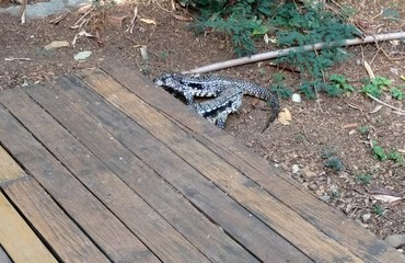 Teiu, teju ou tejú (Salvator merianae)