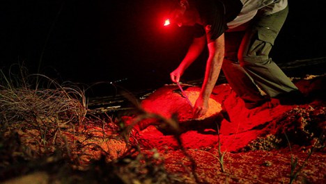 Marcello Lourenço durante monitoramento noturno no litoral de Caravelas-Marcello Lourenço durante monitoramento noturno no litoral de Caravelas-BA.BA.