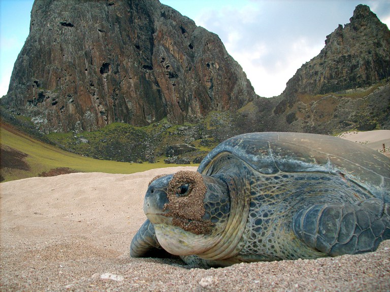 Chelonia mydas na APA do Arquipélago de Trindade e Martim Vaz-ES