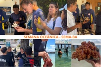 Centro TAMAR/ICMBio participa de Semana Oceânica na Bahia