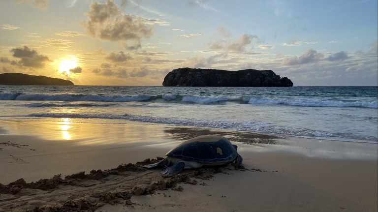 Chelonia mydas (tartaruga-verde) em Fernando de Noronha-PE