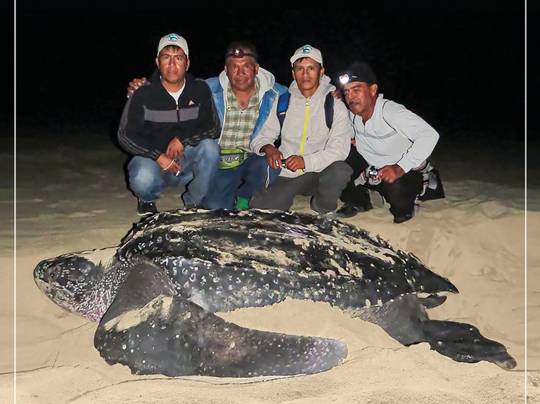 Pescadores peruanos conhecendo praias de nidificação de tartarugas marinhas da espécie gigante ou de couro (Dermochelys coriacea) no México (Crédito CIT)