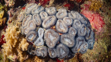 Colônia de Mussismilia harttii saudável, Parna Marinho dos Abrolhos, BA.