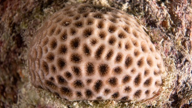 Coral Siderastrea sp. saudável, Parna Marinho dos Abrolhos, BA (Marcelo Kitahara).