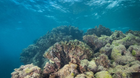 Esqueleto do coral Mussismilia harttii morto devido a branqueamento de 2023 (Marcelo Kitahara)