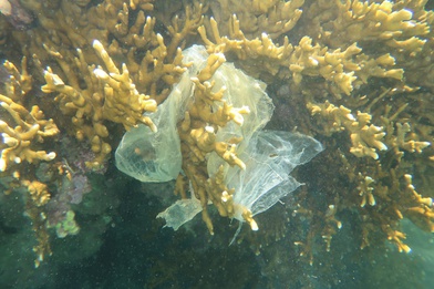 Sacola plástica presa em coral (Cláudio Sampaio/UFAL).