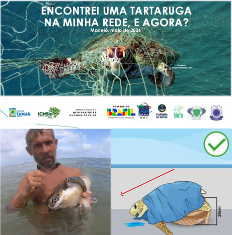 Arte sobre pesca incidental com tartaruga marinha