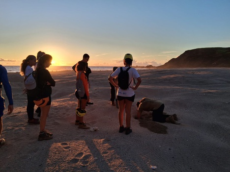 Ninho de tartaruga marinha da espécie Chelonia mydas, em Trindade-ES.