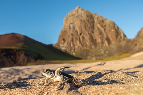 Filhote de Chelonia mydas indo para o mar em Trindade-ES.