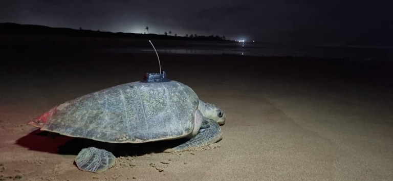 Tartaruga-oliva com o primeiro transmissor instalado na fase dois da pesquisa (10 de dezembro de 2022).