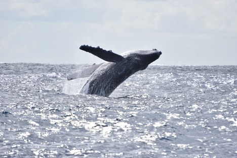 Baleia jubarte (Megaptera novaeangliae) Crédito Projeto Baleia Jubarte