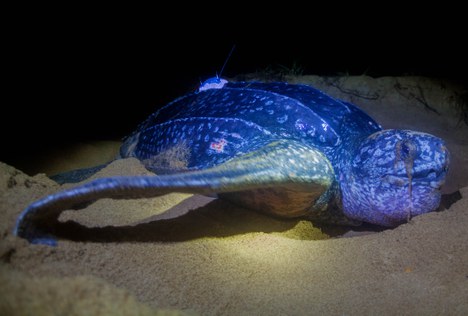 Dermochelys coriacea na foz do rio Doce/ES.