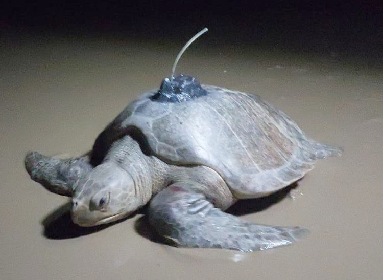 Tartaruga-oliva monitorada por meio da telemetria