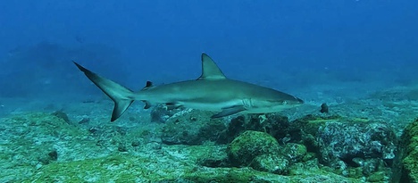 Rica biodiversidade de tubarões nas Grandes UCs Oceâncias do ICMBio.