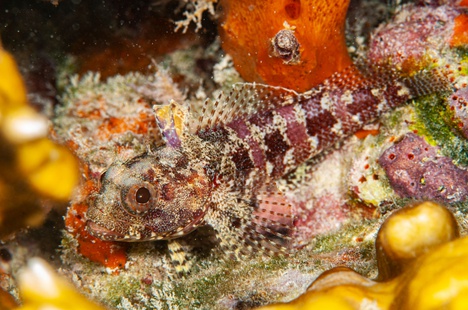 Gobioclinus urarita em Abrolhos-BA (Crédito: Ary Amarante)