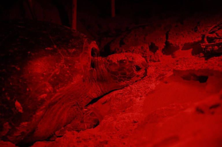 Chelonia mydas (tartaruga-verde) em Fernando de Noronha-PE.