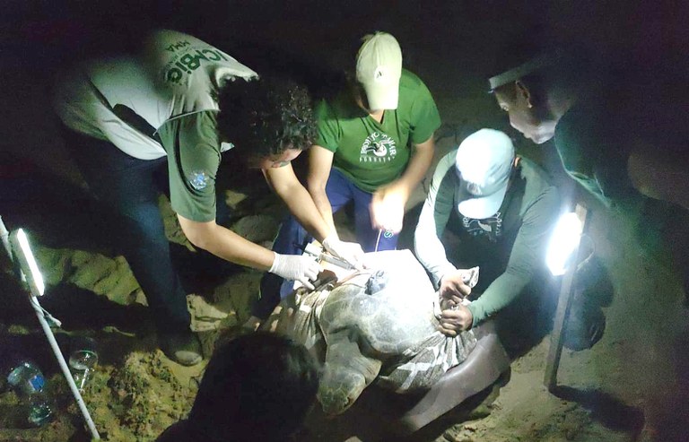 Erik Allan Pinheiro dos Santos instalando transmissor em uma tartaruga da espécie oliva (Lepidochelys olivacea) juntamente com técnicos da  Fundação Projeto TAMAR, em Sergipe.