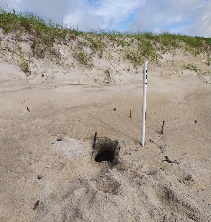 Ninho de tartaruga marinha e identificação.