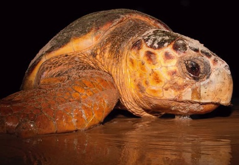 Tartaruga cabeçuda (Caretta caretta). Crédito: Fundação Projeto TAMAR