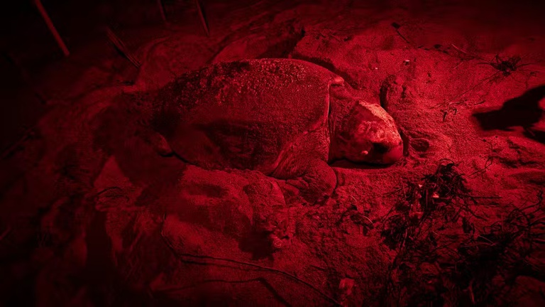 Tartaruga da espécie cabeçuda (Ceretta caretta). Crédito: Fundação Projeto TAMAR