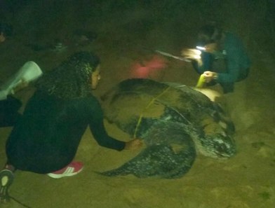 Karina Nunes participando do monitoramento na Base Avançada do Centro TAMAR/ICMBio em Regência, Linhares-ES,  juntamente com equipe da Fundação Projeto TAMAR (ONG parceira).