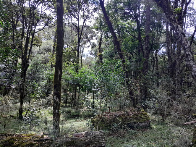 Proposta de criação RDS Faxinal São Roquinho - Foto: Acervo COCUC